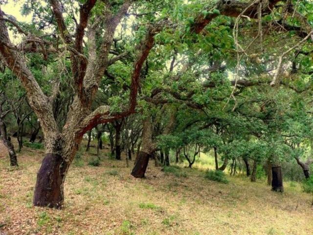 Arboles y naturaleza